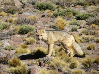 San Pedro Atacama Chile