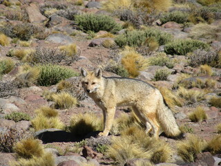 San Pedro Atacama Chile