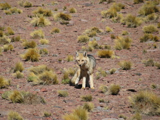 San Pedro Atacama Chile