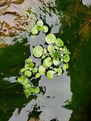 Obraz na płótnie Canvas Plant growing in creek