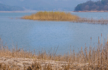 Small island covered with tall golden reeds