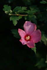 Fototapeta premium Light Pink Flower of Rose of Sharon in Full Bloom