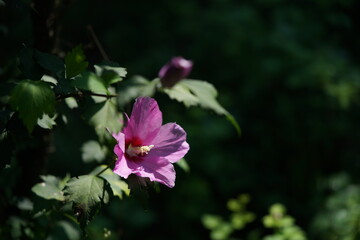 Light Pink Flower of Rose of Sharon in Full Bloom
