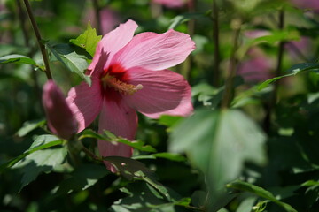 Obraz premium Light Pink Flower of Rose of Sharon in Full Bloom