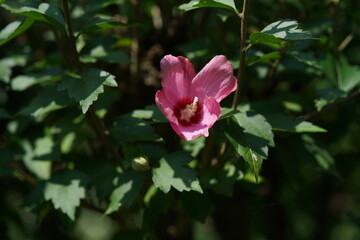 Light Pink Flower of Rose of Sharon in Full Bloom
