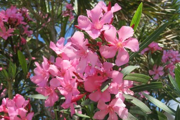 Beautiful pink oleander flowers in Florida nature, closeup