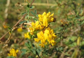 Yellow lotus corniculatus flowers in autumn garden, closeup 