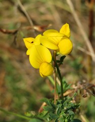 Yellow lotus corniculatus flowers in the meadow, closeup