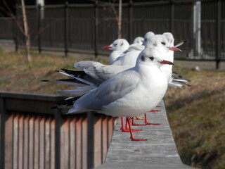 欄干に並ぶユリカモメ