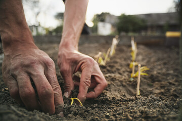 Young Caucasian rural man planting garlic in the ground at his farm.