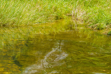 Tall grass growing next to small stream