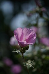 Light Pink Flower of Rose of Sharon in Full Bloom