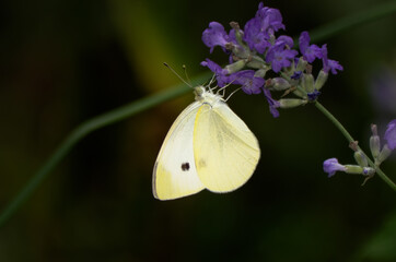 Cabbage White butterfly at a lavender flower
