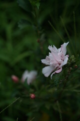 White Flower of Rose of Sharon in Full Bloom