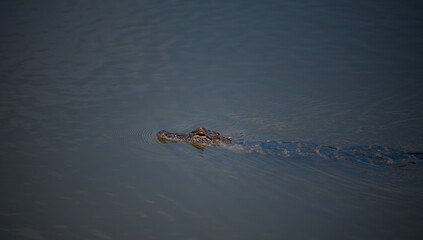 Alligator in the Marsh