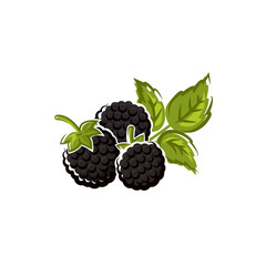 Blackberry fruit isolated summer berry. Vector wild or garden bramble, vegetarian food dessert