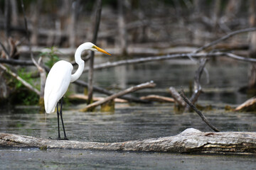 Great Egret standing on a dead trunk, fishing in a pound