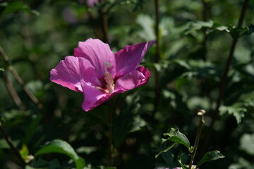 Obraz premium Light Pink Flower of Rose of Sharon in Full Bloom