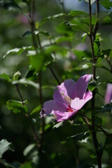 Obraz premium Light Pink Flower of Rose of Sharon in Full Bloom