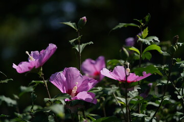 Obraz premium Light Pink Flower of Rose of Sharon in Full Bloom