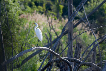 Great Egret perched on a branch