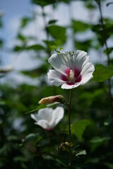 White Flower of Rose of Sharon in Full Bloom