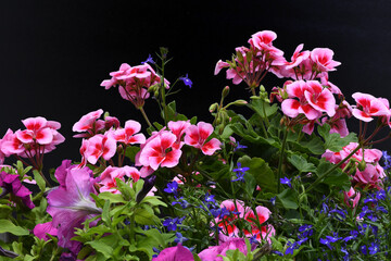 Closeup of beautiful Pelargonium, aka geranium
