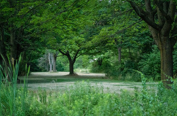 tree in the park