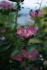 Light Pink Flower of Rose of Sharon in Full Bloom