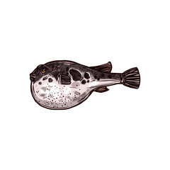 Purrerfish isolated vector Japanese fugu fish hand drawn sketch. Vector poisonous fish with puffed stomach, exotic toxic marine animal. Bogeo or bok porcupine fish, Japan cuisine food delicacy © Vector Tradition