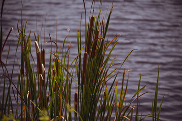 Cattails