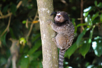 monkey on tree