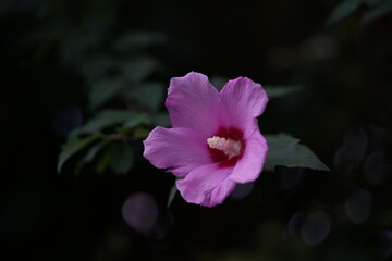 Light Pink Flower of Rose of Sharon in Full Bloom