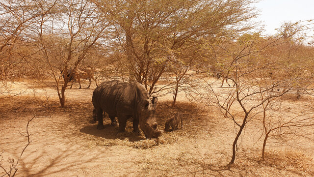 Fototapeta rhinoceros