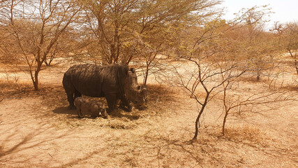 rhino © Paulina