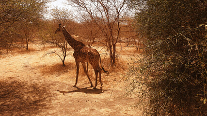 giraffe © Paulina