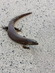 King's skink  on a road