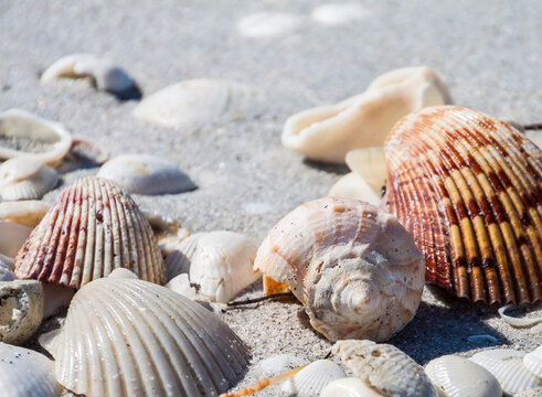 Van Hyning's Cockle (Dinocardium vanhyningi) and Lightning Welk (Busycon contrarium) on Bowdens Beach, Sanibel Island,Florida,USA