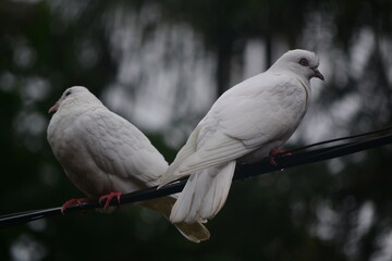 white dove on the branch
