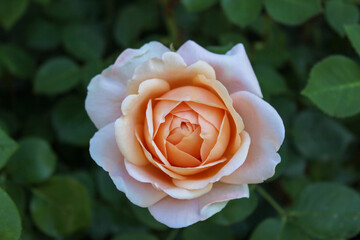 orange and white rose