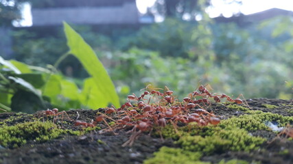 moss on a tree
