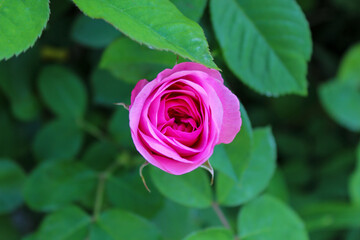 bright pink rose
