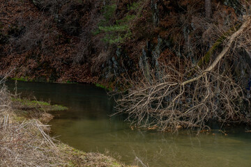 Fallen dead tree on riverbank