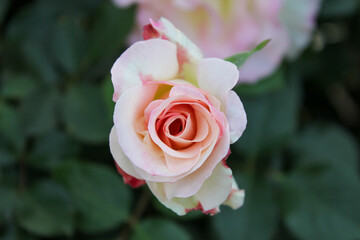 white and pink blooming rose