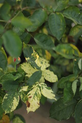 Green and Yellow Leaves