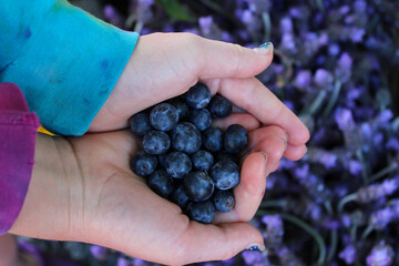 fresh picked blueberries in hands