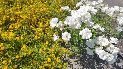 yellow and white flowers in the garden