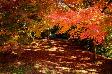 Naklejka premium 紅葉と落ち葉