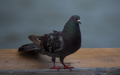 Pigeon