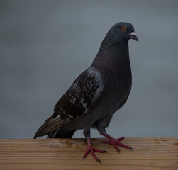 Pigeon